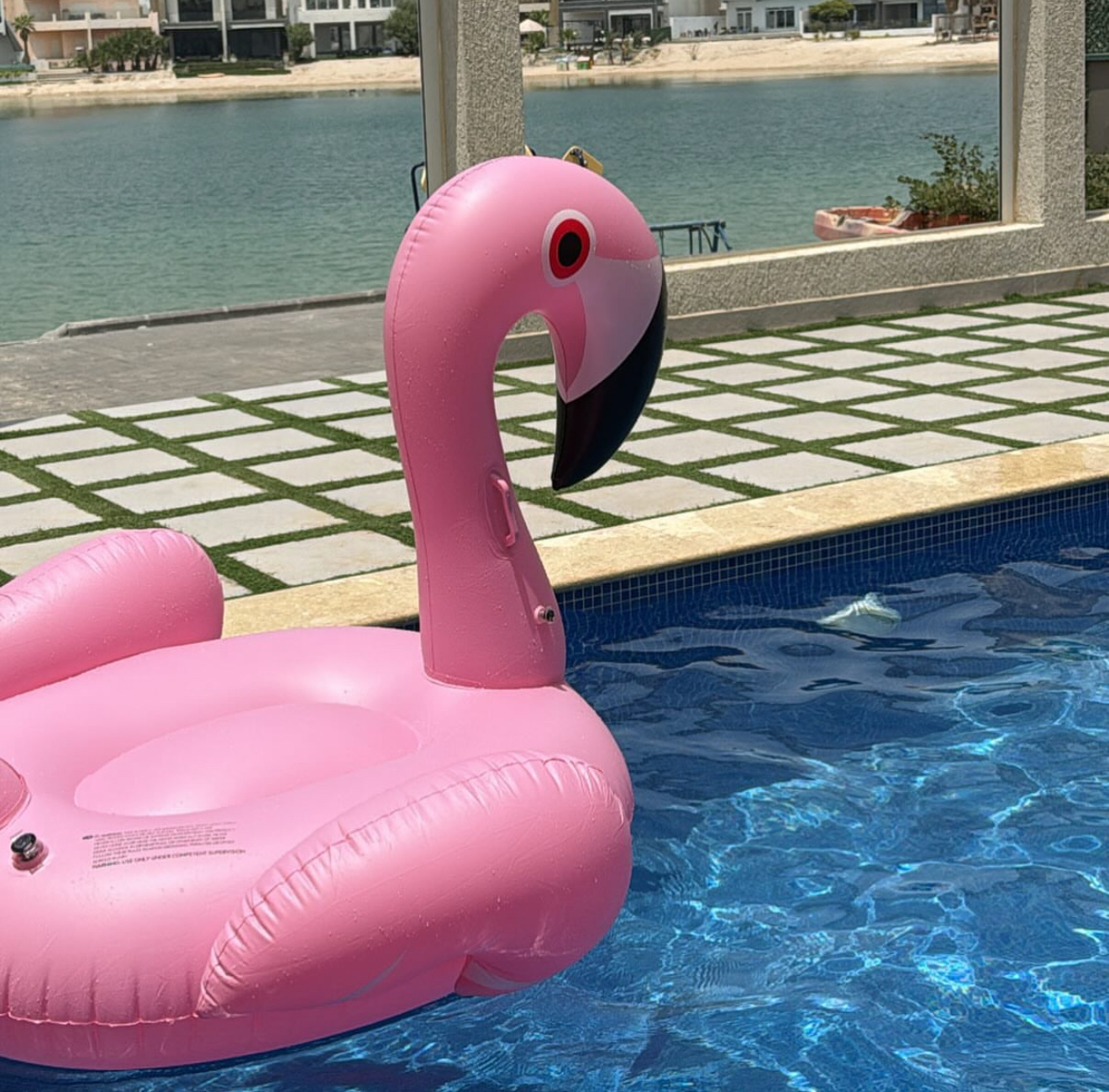 طفاحية الفلامينجو